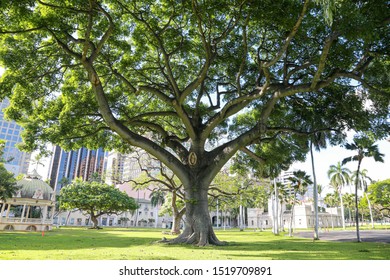 A large and beautiful tree 