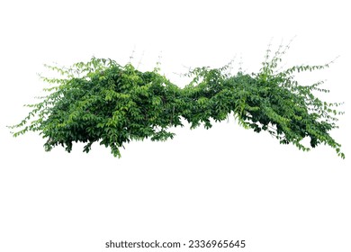 Large beautiful tropical shrub bush green tree plant isolated on white background and clipping path included.