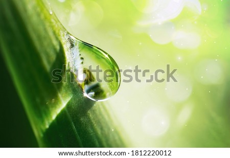Large beautiful water drop sparkle in sun on leaf in sunlight, macro. Big droplet of morning dew outdoor, beautiful round bokeh. Amazing artistic image of purity of nature.