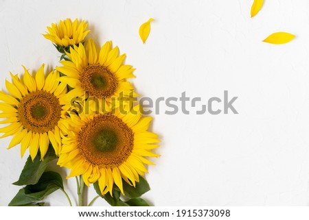 Large beautiful yellow sunflowers in white background. Bloom sunflowers