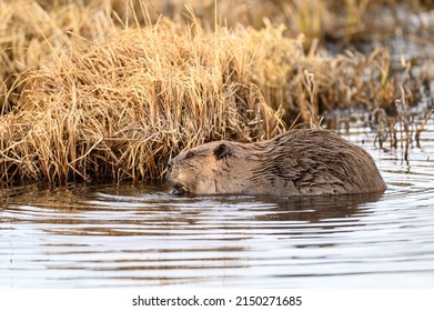 A Large Beaver Castor Canadensis In Pond