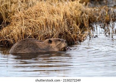 Large Beaver Castor Canadensis In Water