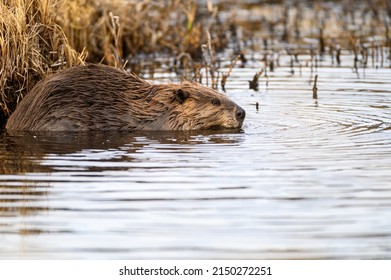 Large Beaver Castor Canadensis In Water