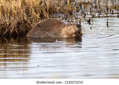 Large Beaver Castor Canadensis In Water