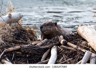A large beaver walking towards the viewer over the beaver dam