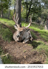 Large bedded down white tail deer