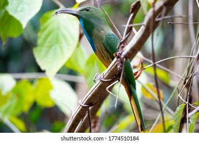 234 Sickle feathers Images, Stock Photos & Vectors | Shutterstock