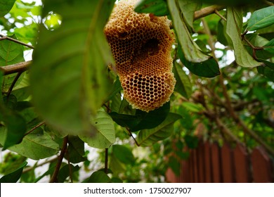 Large bee nest bees nest in large numbers on large trees with hundreds of nest beehives.