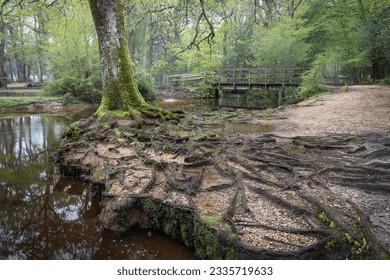 A large beech tree on a river bank with long dark roots showing over a footpath in the New Forest, Hampshire, UK.