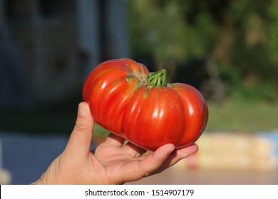 A Large Beefsteak Tomato Freshly Harvested From The Vine In An Allotment In Summer In Italy. The Tomato Is A State Symbol Of Ohio, Arkansas And Tennessee