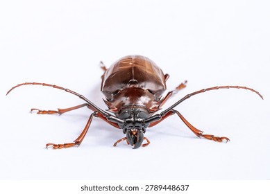 Large beetle featuring a shiny exoskeleton and long antennae positioned on a clean white background, showcasing detailed physical attributes