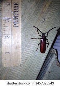 A Large Beetle Next To A Metre Stick On A Porch Patio At Night