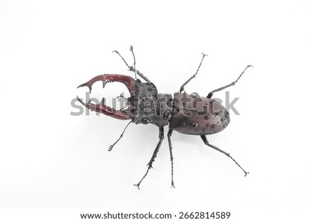 A large beetle showcases its striking features, including sharp mandibles and a shiny exoskeleton. The insect is photographed against a white background, highlighting its details and textures.