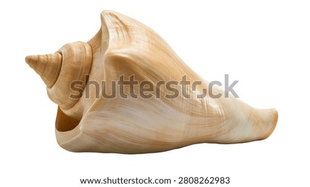 Large beige spiral conch shell with smooth texture and pointed apex