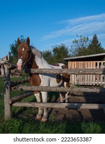 Large Belgian Paint Draft Cross Horse  In Wooden Pen At Horse Camping Facility In Rural Ontario Brown And White Coloring Ears Forward Looking At Camera In Wooden Outdoor Pen Or Stall Vertical Format 