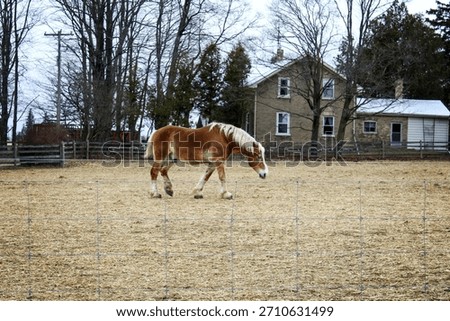 Large Belgian working work draught horse. Wire fence, pasture. Walking, blond white mane and tail. Strong, big. Golden brown. Farm, farmhouse, house, heritage home. 