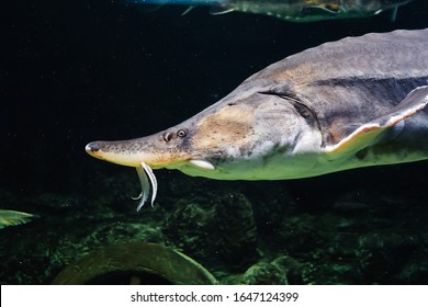 Large Beluga Fish Swims Under Water In An Aquarium