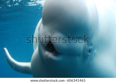 Large beluga whale with his mouth wide open underwater.