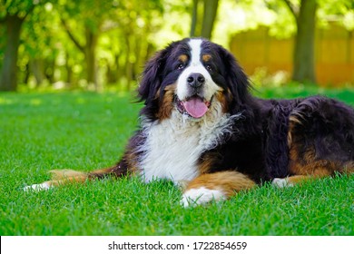 Large Bernese Mountain Dog lying on the grass in the park, panting. 