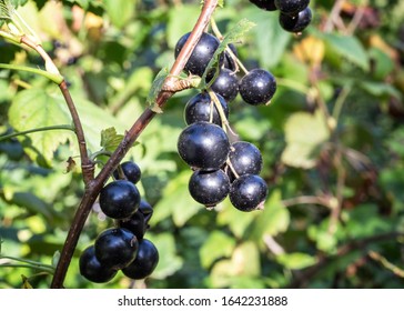 Large Berries Of Black Current On A Branch