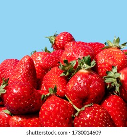Large berries of fresh strawberries isolated on a blue background. Strawberry close-up. Antioxidant and allergen. Summer fruits background, square size, copy space.
