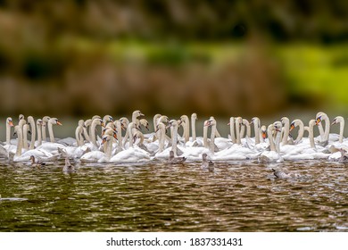 A large Bevy of Mute Swans gathered on a lake in  the United Kingdom in Autumn - Shutterstock ID 1837331431