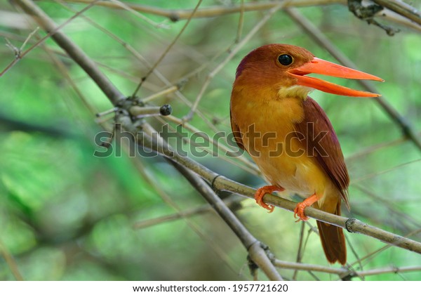 large big red beaks bird\
perching in bamboo bush during hot day, Ruddy Kingfisher (halcyon\
coromanda)