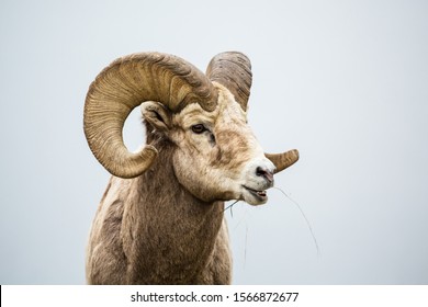 Bouc Images Stock Photos Vectors Shutterstock