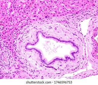 Large Bile Duct Lined By A Simple Columnar Epithelium.