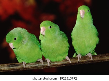 Large Billed Parrotlet Forpus Crassirostris Stock Photo 1922513792 ...