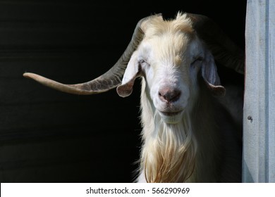 Large Billy Goat