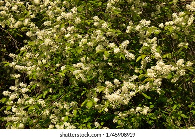 A large bird cherry Bush covered with white flowers