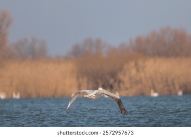 A large bird glides effortlessly over calm waters, its wings outstretched against a backdrop of serene marshland. The sun casts a warm glow, enhancing the beauty of nature