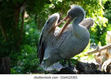 A Large Bird Grooming Itself In The Shade