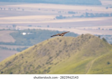 Large bird of prey soaring through the sky over rolling volcanic hills of Northern Bohemia