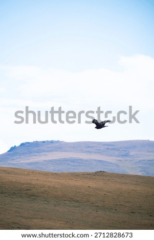 A large bird of prey soaring through the air above a dry grassy field with distant rolling hills and blue sky. Wildlife in natural habitat.