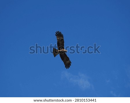 Large bird of prey soaring through a clear blue sky with wings fully extended