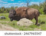 Large Bison Bull at the Bison Range in Moiese, Montana.