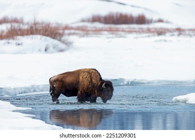 Large bison crosses the soda bute creek in Yellowstone National Park - Shutterstock ID 2251209301