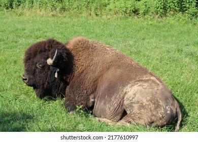 Large Bison Lying In A Field Near Tall Weeds