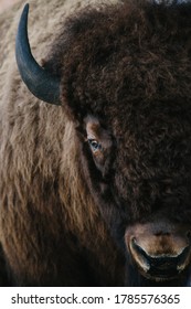 Large Bison Portrait from Jackson Hole Mountain Resort, Wyoming