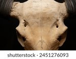 Large bison skull at Museo del Desierto, Coahuila, Mexico