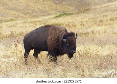 A Large Bison Walks In A Grassy Prairie In Western Montana.