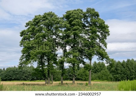 large black alder trees in summer