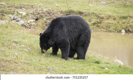 A large black bear in a field