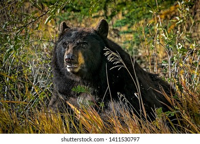 Large Black Bear Head Shot In Fall Colorado