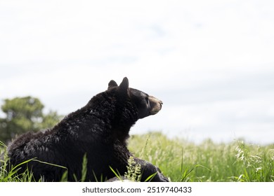 large black bear resting on a rock looking stoic in bear country usa in rapid city South Dakota - Powered by Shutterstock