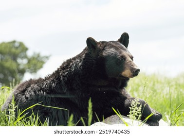 large black bear resting on a rock looking stoic in bear country usa in rapid city South Dakota - Powered by Shutterstock