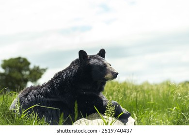 large black bear resting on a rock looking stoic in bear country usa in rapid city South Dakota - Powered by Shutterstock