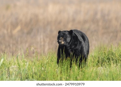 A large black bear strolling through verdant grassy meadow